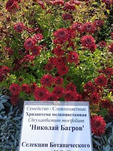 Ботанический сад КФУ получил авторские свидетельства на новые сорта хризантем