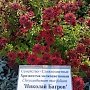Ботанический сад КФУ получил авторские свидетельства на новые сорта хризантем