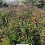 Авторские свидетельства на новые сорта хризантем получил ботанический сад в Симферополе