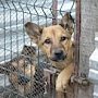 Возведение приюта для животных в столице Крыма «заморозили» до 2021 года