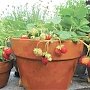 Как выращивать клубнику в квартире
