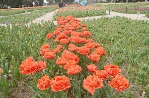 96 сортов иностранной селекции в первый раз представлены на традиционной выставке тюльпанов в Никитском ботаническом саду