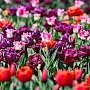 Парад тюльпанов в Никитском ботсаду открывается 10 апреля