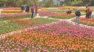 В Никитском ботаническом саду откроется невиданный Парад тюльпанов