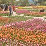 В Никитском ботаническом саду откроется невиданный Парад тюльпанов