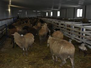 Прокуратура добилась закрытия овцефермы в границах природного парка «Тарханкутский»