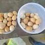Яйца и помидоры: специалисты Россельхознадзора пресекли ввоз в Крым запрещённой продукции