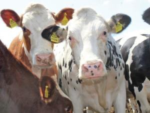 На 1 апреля в Крыму поголовье крупного рогатого скота составило 108,6 тыс голов, — Крымстат