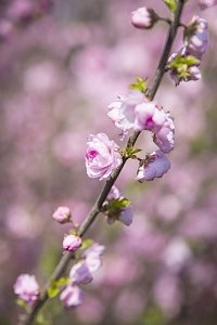 В Ботаническом саду КФУ расцветает сакура
