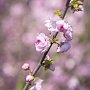 В Ботаническом саду КФУ расцветает сакура