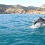 В Крыму откроют реабилитационные центры для раненых дельфинов