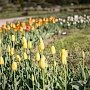 В Ботаническом саду КФУ расцвели тюльпаны