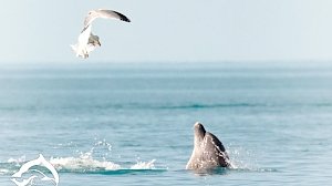 Учёные начинают масштабную охоту за черноморскими дельфинами