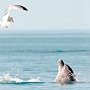 Учёные начинают масштабную охоту за черноморскими дельфинами