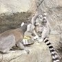 Лемуры Алуштинского зоопарка накануне Пасхи принесли потомство