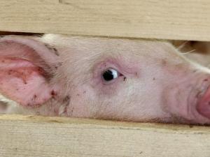 В Крыму напомнили о мерах безопасности по предупреждению африканской чумы свиней