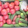 Крым в 2019 году собрал более тысячи тонн томатов и более 800 тонн огурцов закрытого грунта, — минсельхоз