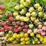В Симферополе планируется высадить 44 тысячи цветов