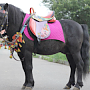 В Керчи пресекли нарушающие закон катания на лошади о пони