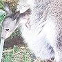 В Бахчисарайском зоопарке родился кенгурёнок