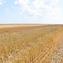 Какие опасные вредители и заболевания развиваются на посевах зерновых в Крыму