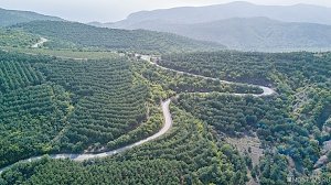 В Крыму за год высадят около двух квадратных километров леса