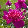 50 оттенков розового: в Ботаническом саду КФУ началось массовое цветение пионов