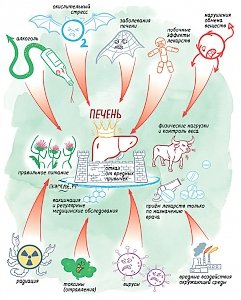 Какие препараты опасны для печени – естественного фильтра организма