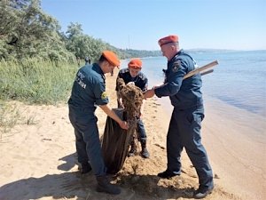 В рамках акции «Чистый берег» очищено 12 километров побережья