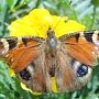 Крымские аграрии обеспокоены нашествием бабочек-репейниц