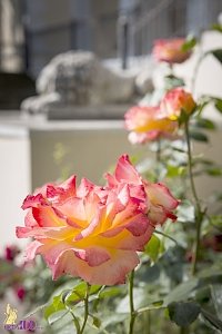 «Пройдемте в сад? Я покажу вас розам…» В ботаническом саду КФУ началось массовое цветение роз