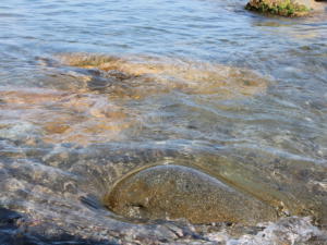 В Алуште и Севастополе исследовали морскую воду по микробиологическим показателям