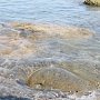 В Алуште и Севастополе исследовали морскую воду по микробиологическим показателям