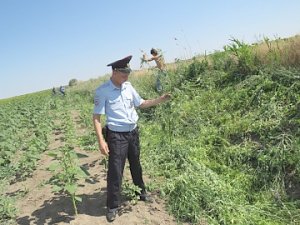 В Красноперекопском районе под контролем полиции землевладельцем уничтожен очаг произрастания дикорастущей конопли