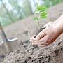 «Горзеленхоз» желают сделать единым поставщиком зелёных насаждений в Симферополь
