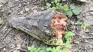 Кто разбросал по Симферополю отрубленные головы крокодилов?