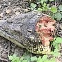 Кто разбросал по Симферополю отрубленные головы крокодилов?