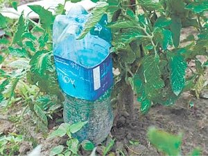 Как можно сэкономить воду на поливе растений