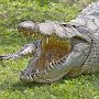 Кто и зачем привёз в Симферополь крокодилов и расчленил их?