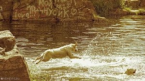 Чиновники & собаки: в Феодосии возмутились ограничением прав четвероногих
