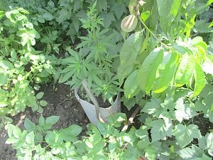 Полицейские нашли в частном домовладении крымчанина полтысячи наркосодержащих растений