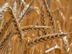 В Крыму намолочено более 450 тыс. тонн зерна