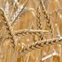 В Крыму намолочено более 450 тыс. тонн зерна