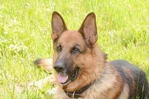 В Крыму служебный пес нашел убийцу