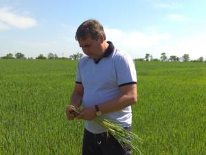 В Крыму продолжается уборка зерновых и бобовых культур, — Рюмшин