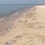 На пляжах Восточного Крыма массовое нашествие медуз