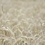 Красногвардейский район — лидер по фактическому намолоту зерновых и зернобобовых культур