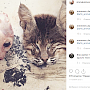 Крымчане засыпали студента угрозами в социальных сетях за фото с мёртвыми котами