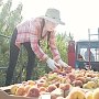 В крымских садах собирают самые вкусные персики и сливы