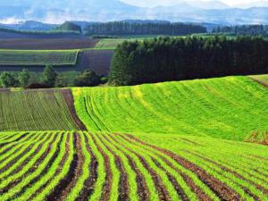 На торги в Крыму выставлены три земельных участка сельскохозяйственного назначения